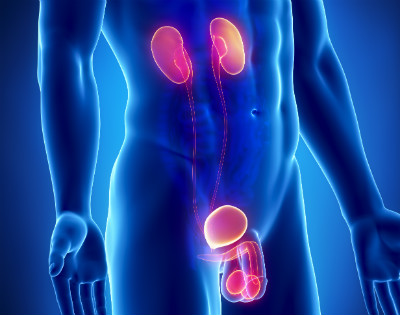 GENITURINARIO NET OK