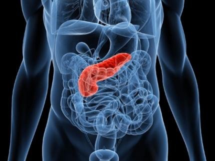 Pancreas.jpg