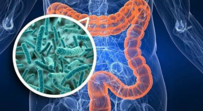 microbiota intestinal NET OK