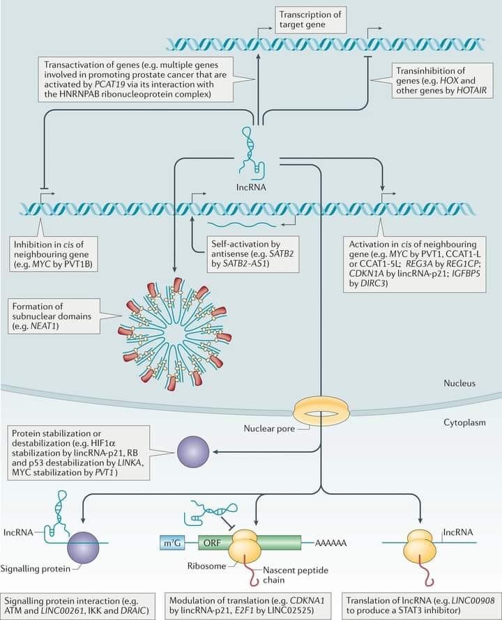 drops rna não codificante longo