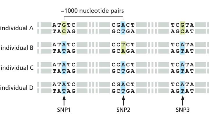 drops polimorfismos nucleotídeo unico