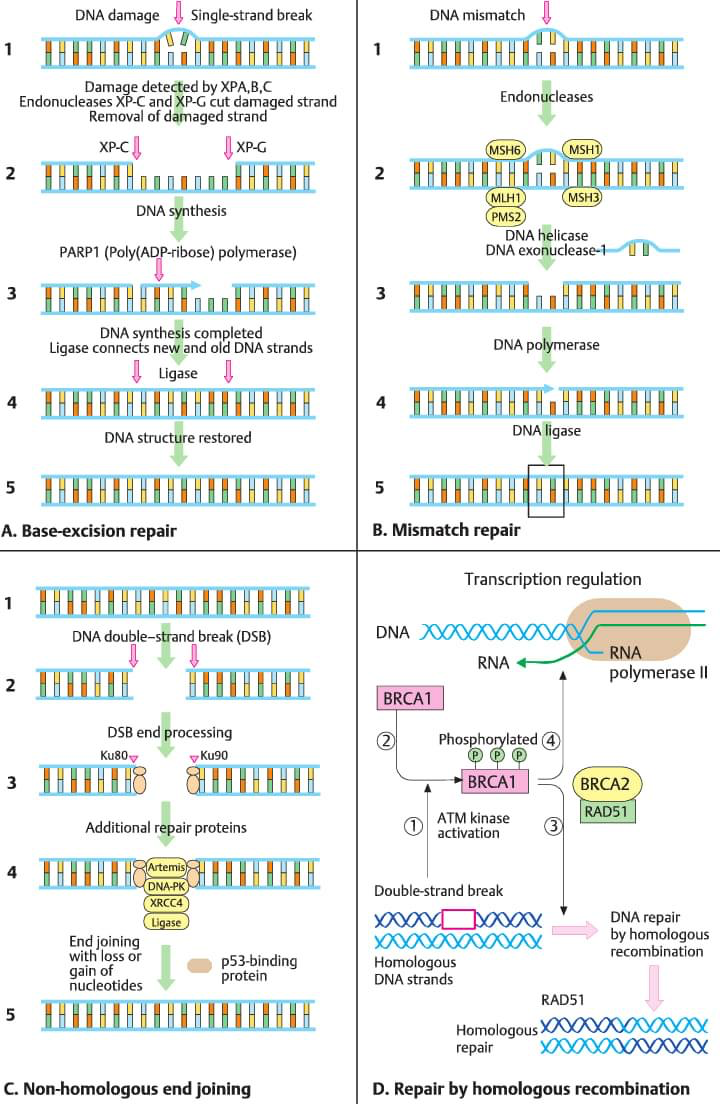 drops sistema reparo dna