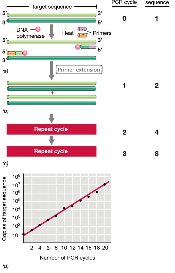 pcr drops bx