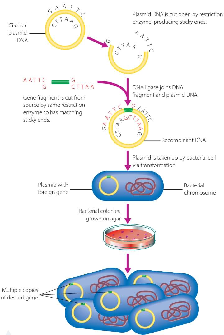 drops dna recombinante