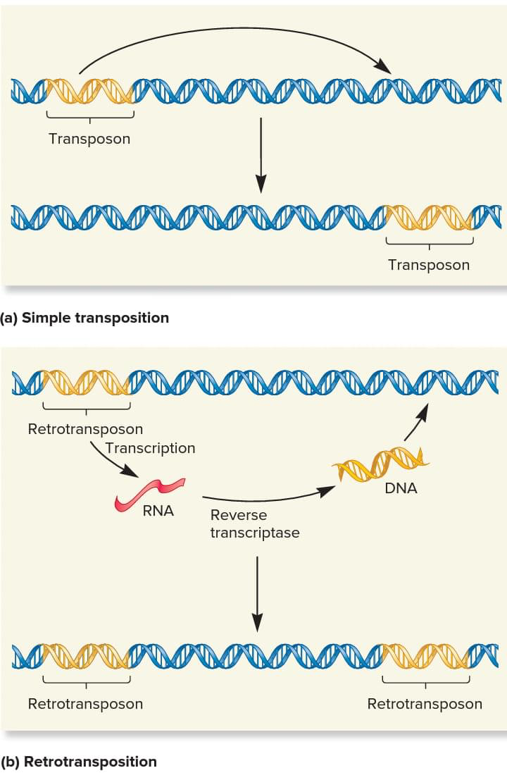 drops transposons