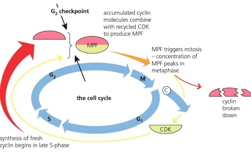drops agosto ciclinas