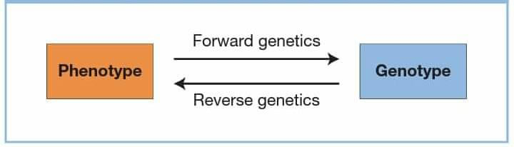 drops genetica reversa