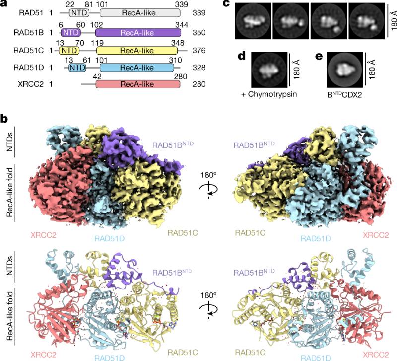 drops recombinacao homologa
