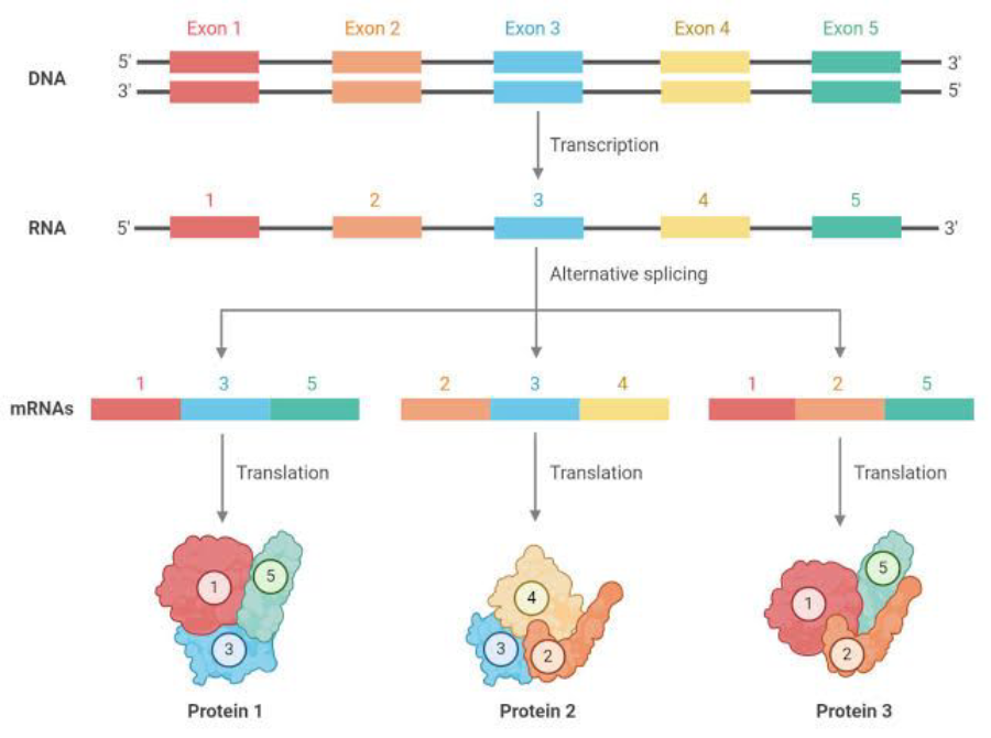 splicing alternativo