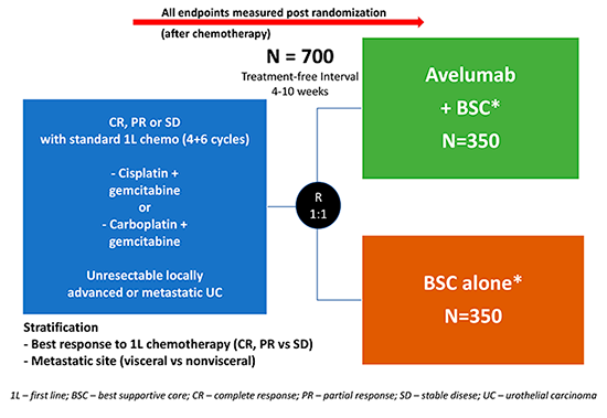 desenho estudo javelin bladder